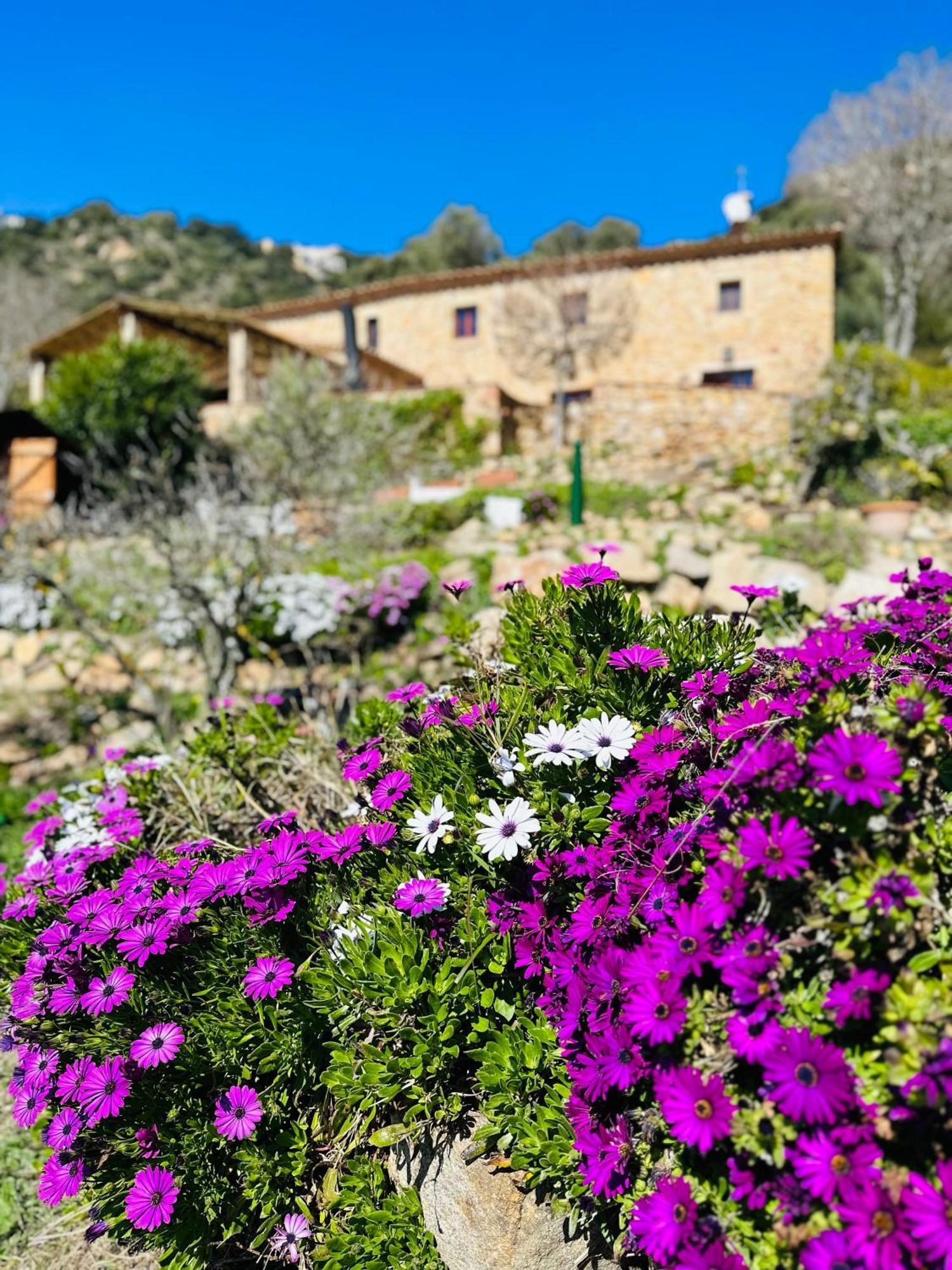 B&B La Vista Brava Platja d'Aro Kültér fotó